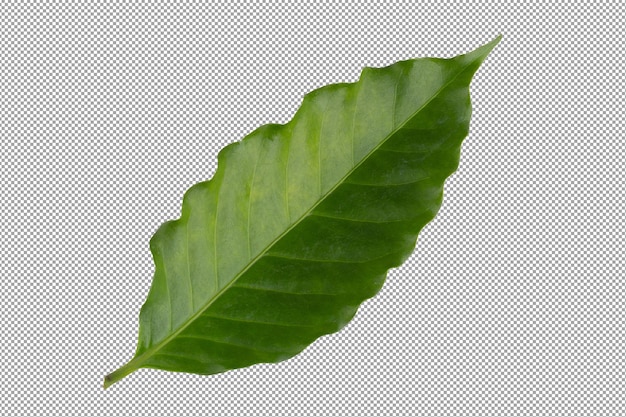 Folha de café arábica verde fresca isolada em um fundo transparente