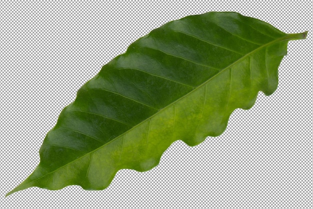 Folha de café arábica verde fresca isolada em um fundo transparente