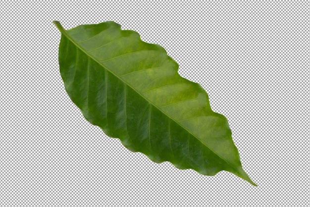 Folha de café arábica verde fresca isolada em um fundo transparente