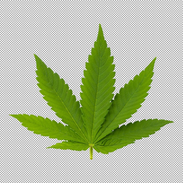 Folha de cannabis isolada