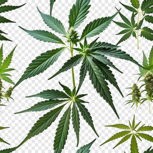 PSD folha de cannabis psd realista isolada em fundo transparente de qualidade premium