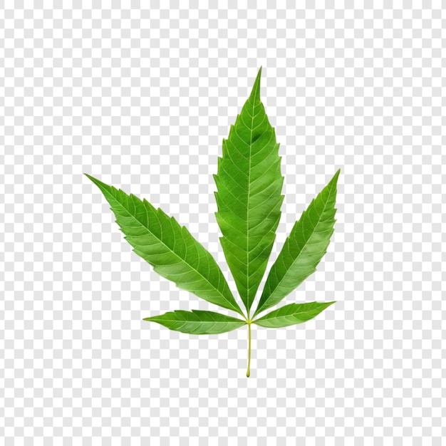 Folha de Cannabis Sativa Verde Folhagem saudável da planta de maconha