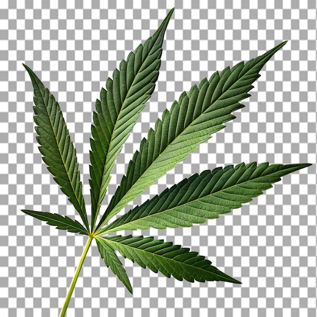 Folha de cannabis