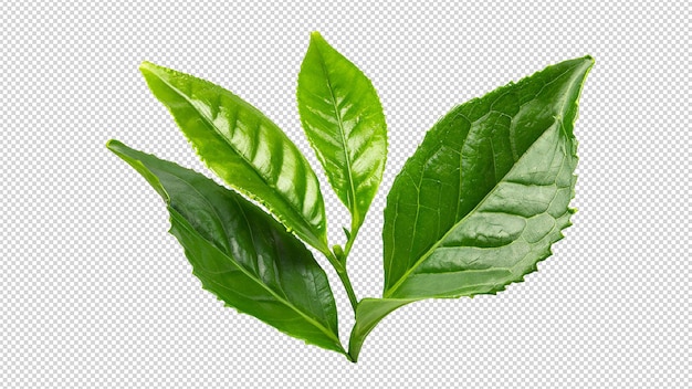 Folha de chá verde isolada em um fundo branco limpo