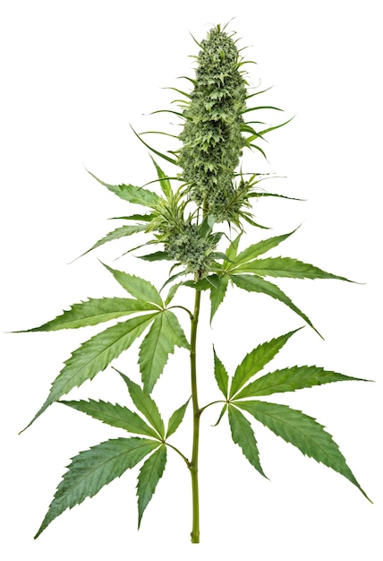 Folha de erva daninha isolada