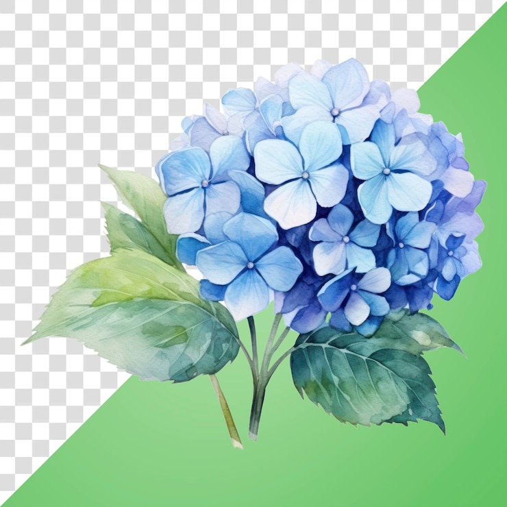 PSD folha de hortênsia floral da png