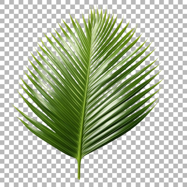 Folha de palmeira de areca em fundo transparente
