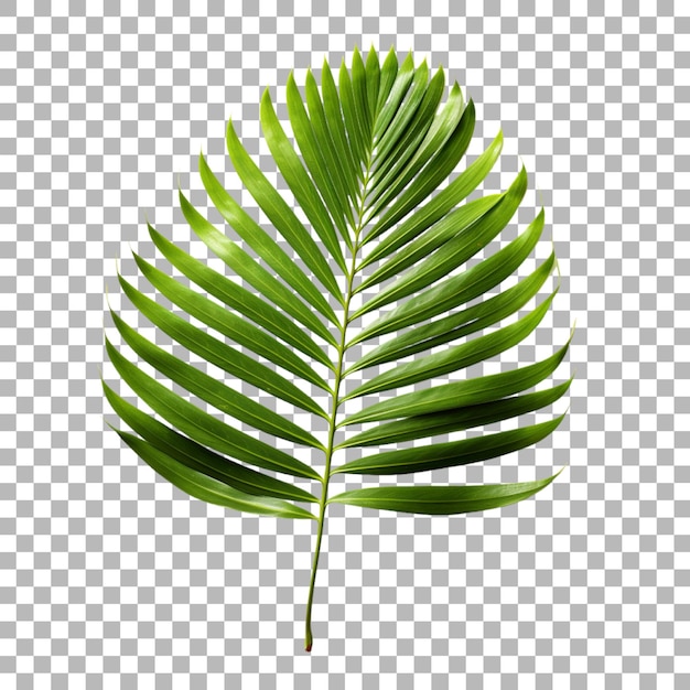 Folha de palmeira de areca em fundo transparente