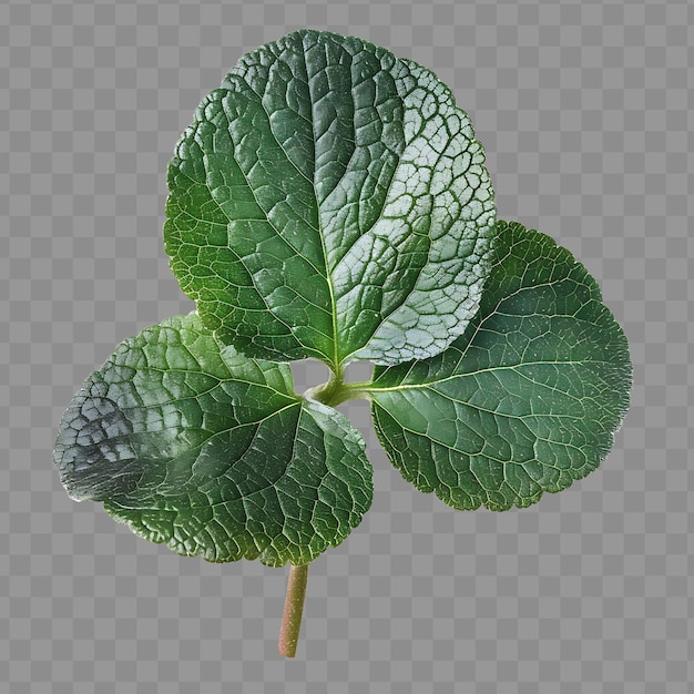 PSD folha de partridgeberry com forma oval de folha e cor verde escuro isolado clipart folha png psd art