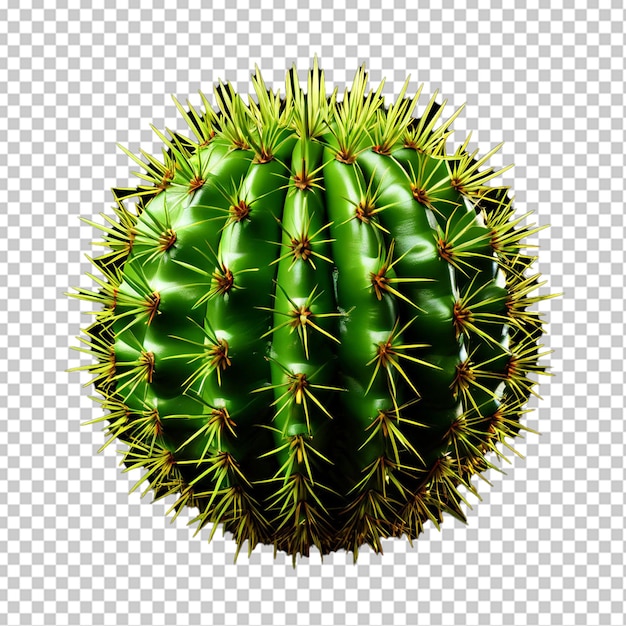 Folha de um cactus Opuntia Ficus Indica isolada em branco
