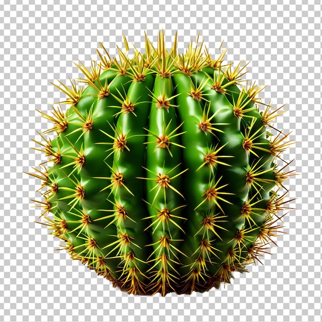 PSD folha de um cactus opuntia ficus indica isolada em branco