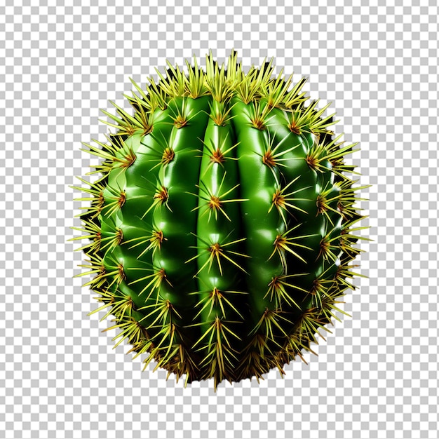 Folha de um cactus Opuntia Ficus Indica isolada em branco