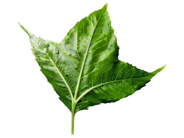 Folha fresca verde de hortelã isolada em fundo branco