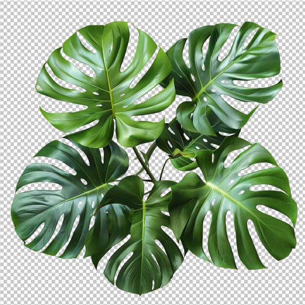 PSD folha tropical isolada de monstera deliciosa