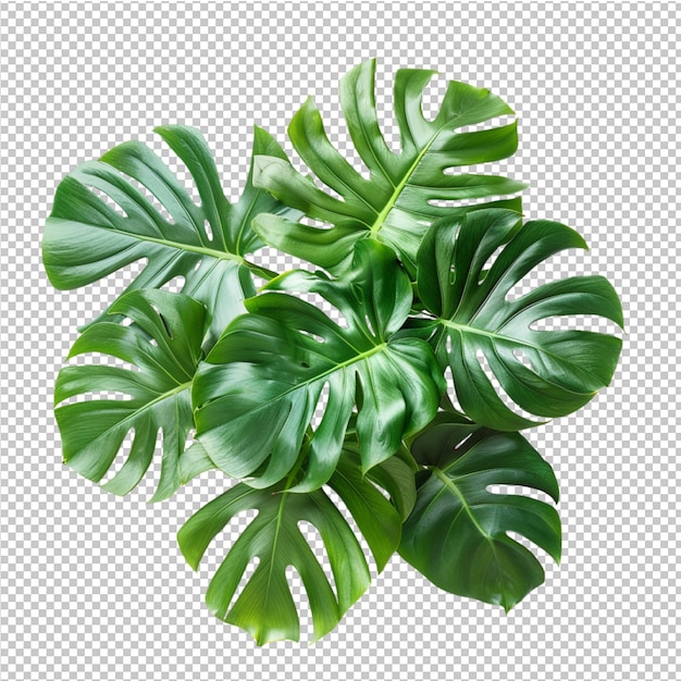 PSD folha tropical isolada de monstera deliciosa