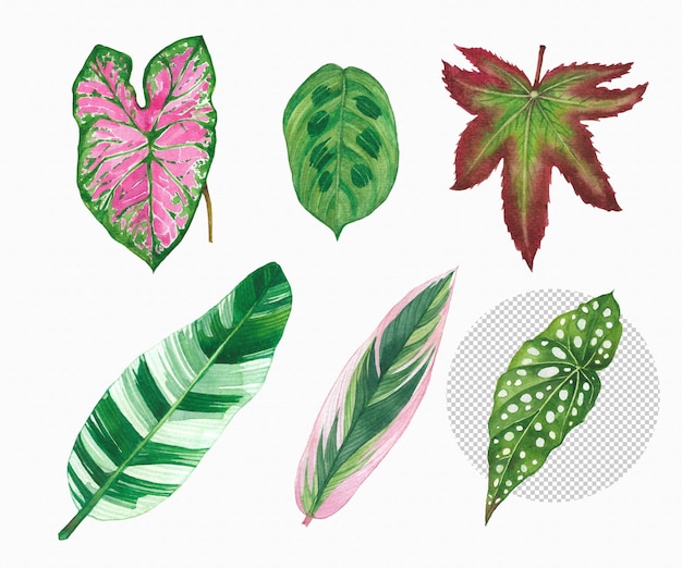 PSD folha tropical pintada em aquarela folha verde desenhada à mão