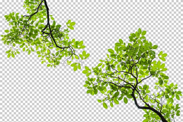 Folha verde, isolado