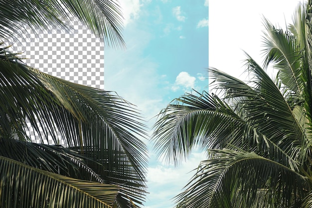 Folhagem de coco com fundo claro
