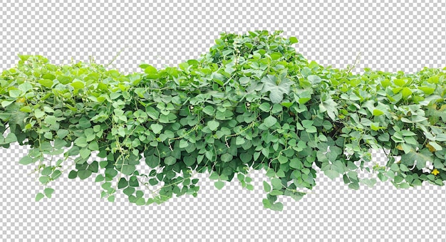 Folhagem verde exuberante uma planta verde com folhas sobre ela planta de hera verde em um fundo png feijão verde