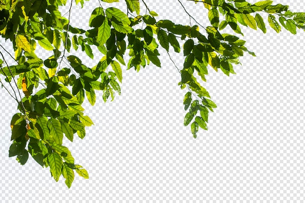 Folhas da árvore tropical e primeiro plano do ramo