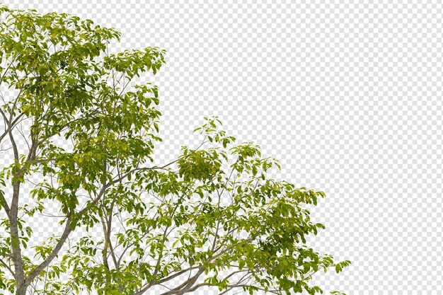 Folhas da árvore tropical e primeiro plano do ramo