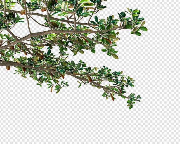 Folhas da árvore tropical e primeiro plano do ramo