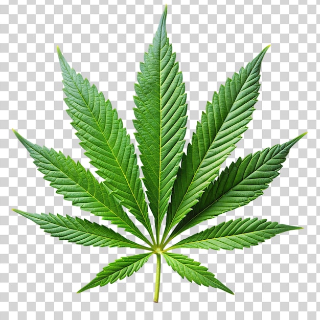 Folhas de árvores de maconha isoladas em fundo transparente