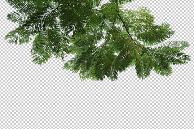 Folhas de árvores tropicais e primeiro plano de galhos isolados