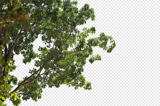 Folhas de árvores tropicais e primeiro plano de galhos isolados