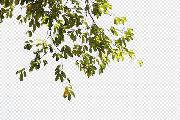Folhas de árvores tropicais e primeiro plano de galhos isolados