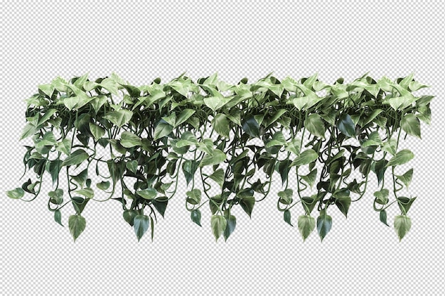 Folhas de árvores tropicais e primeiro plano de galhos isolados