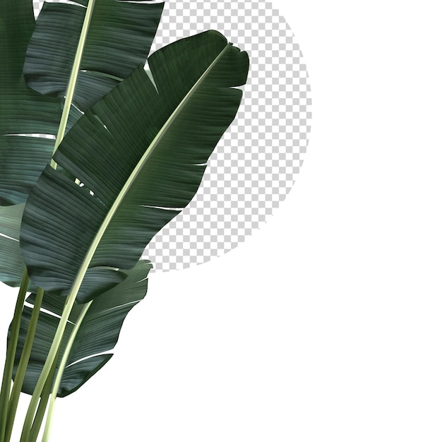 Folhas de banana tropical folhagem de plantas modelo de maquete de fundo de natureza renderização em 3D