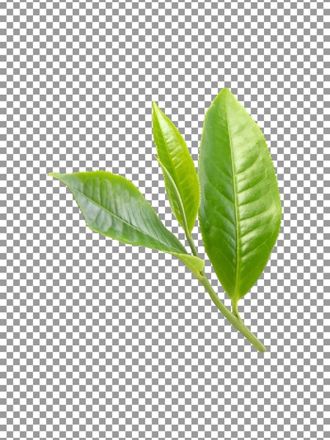Folhas de chá verde frescas isoladas em fundo transparente