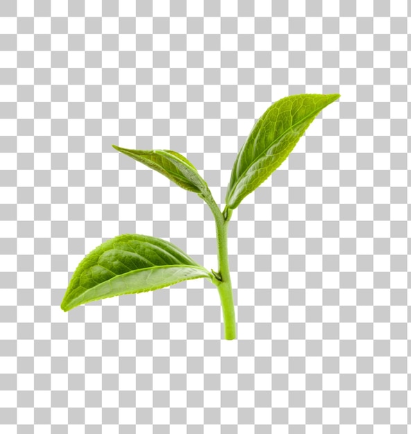 Folhas de chá verde PNG transparência
