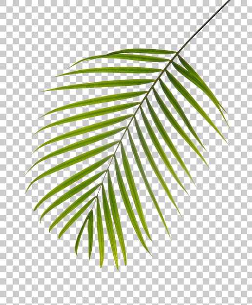 Folhas de coco Planta de folhagem de folhas de palmeira tropical PNG transparência
