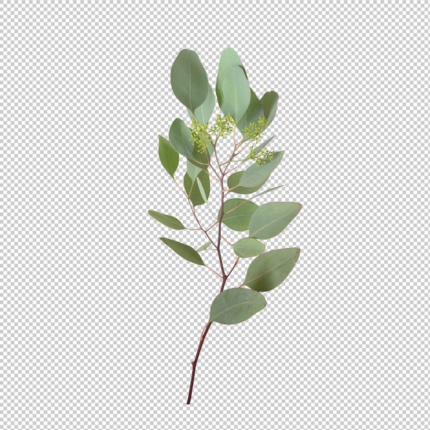 PSD folhas de eucalipto isoladas