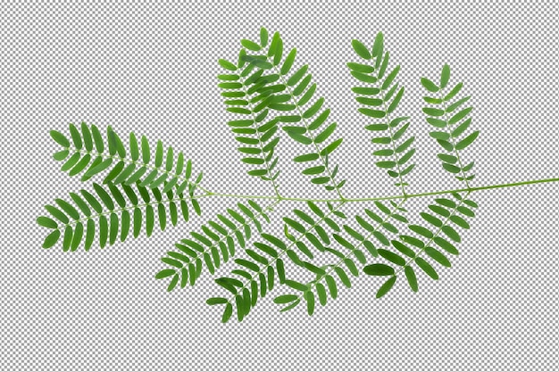 PSD folhas de groselha emblica ou indiana isoladas em fundo branco