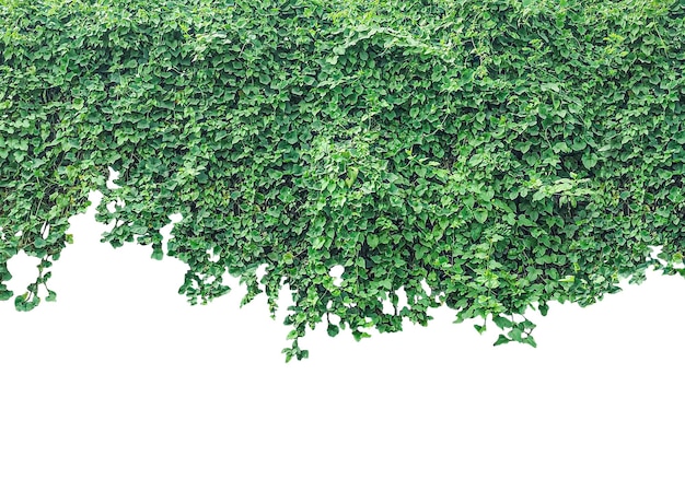 folhas de hera verde em um fundo transparente moldura de hera verde parede fundo de grama verde