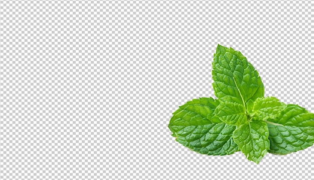 Folhas de hortelã na camada alfa