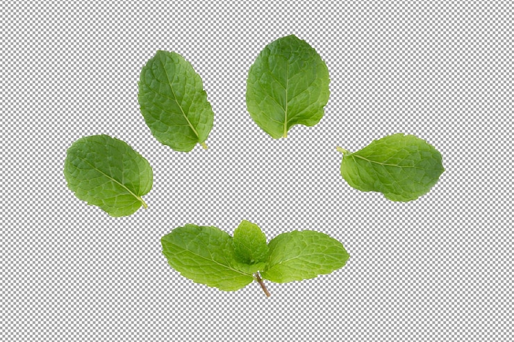 PSD folhas de hortelã verde isoladas em fundo alfa.
