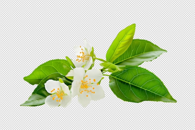 PSD folhas de jasmim branco jasmim formato de arquivo png ervas perfumadas sobre fundo transparente