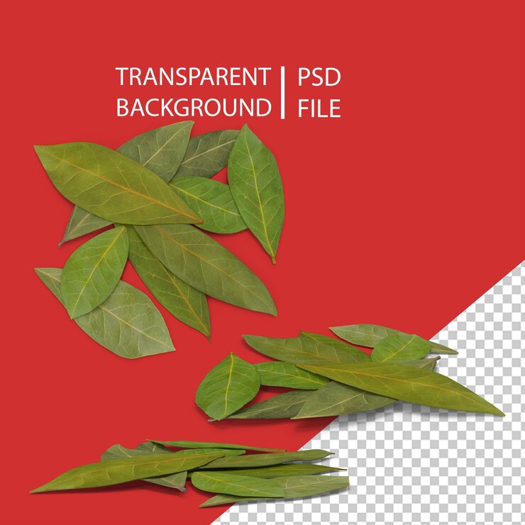 PSD folhas de louro png