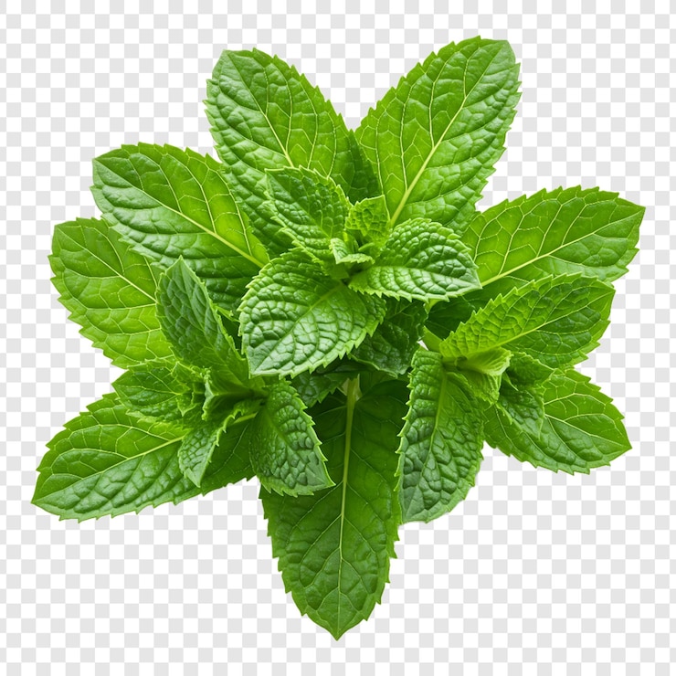 PSD folhas de menta frescas