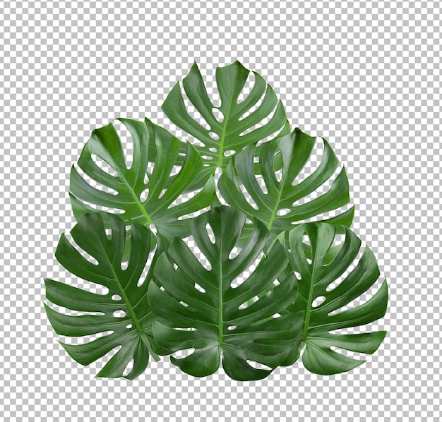 Folhas de monstera da selva tropical isoladas na camada alfa