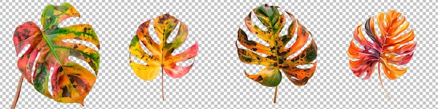 PSD folhas de monstera tropical com cores de outono isoladas em fundo transparente