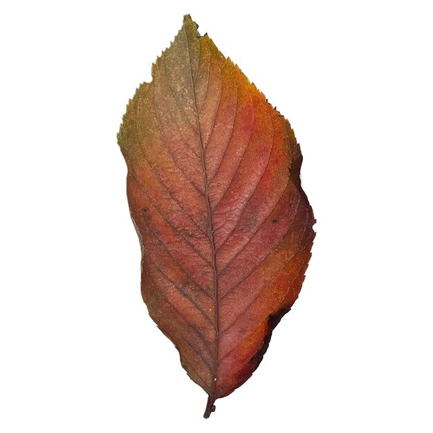 PSD folhas de outono a cair
