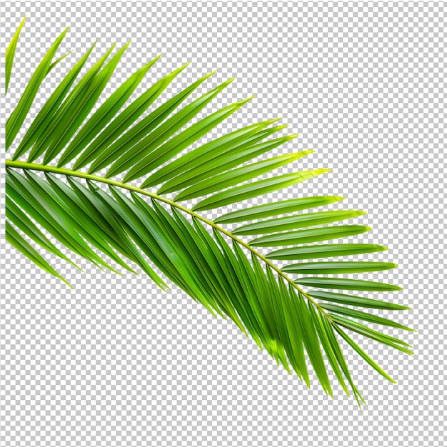 Folhas de palmeira de coco