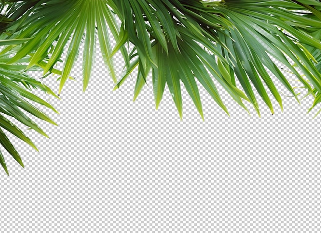 PSD folhas de palmeira na camada alfa
