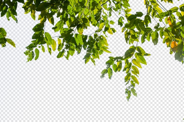 Folhas e ramo em primeiro plano