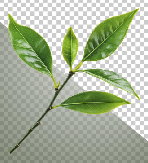 Folhas frescas de chá verde de PNG em um galho de um jardim
